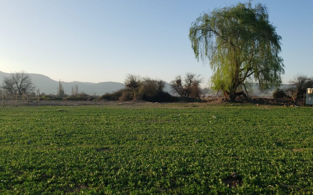 LOTEO PRIVADO CON PORTÓN DE ACCESO…(U.F 2.990.-)