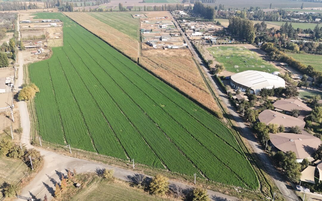 LOTEO PRIVADO CON ALTA PLUSVALÍA EN CHICUREO ……(U.F 4.500)